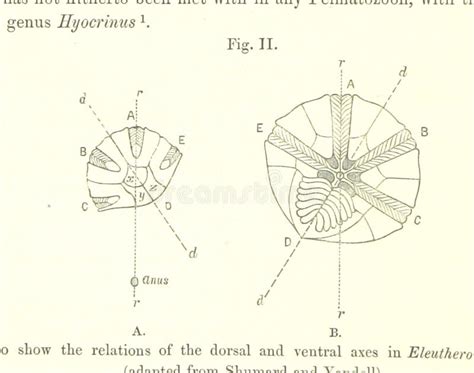 British Library Digitised Image From Page Of Catalogue Of The