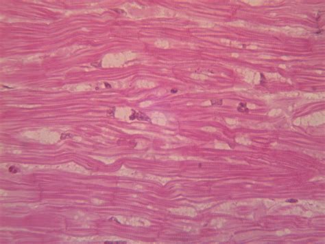 Cardiac Muscle Tissue 400x