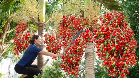 Harvesting Red Areca Berries Fruits Goes To The Market Sell Making