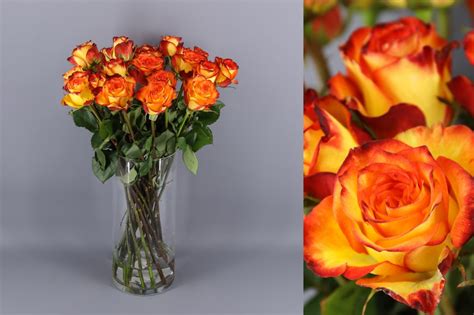 Rosa High And Magic ️ Variedades De Rosas