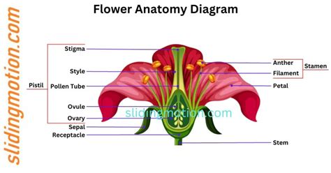 Ultimate Guide To Parts Of Flower Names Functions And Diagram