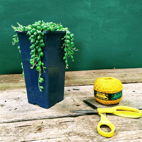 Rosary Plant Plant Corz