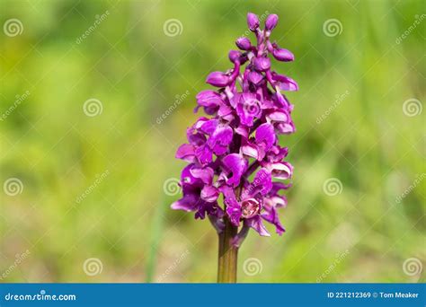 Early Purple Orchid Orchis Mascula Flower Stock Image Image Of