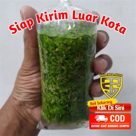 Jual Tanaman Air Apung Aquascape Lemna Atau Mata Lele Indonesia Shopee