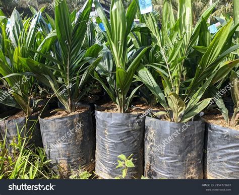 Oil Palm Seeds Ready Planting Stock Photo 2154773697 | Shutterstock