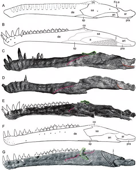 Lower Jaws In Small Sized Specimens Of Tanystropheus In Lateral View