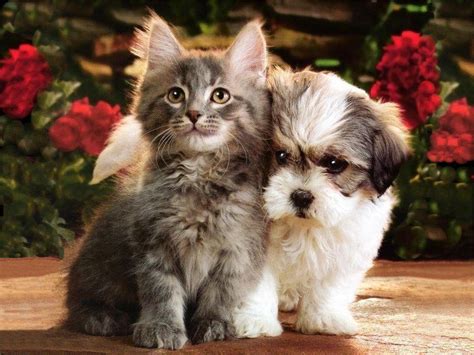 Puppies And Kittens Wallpapers - Wallpaper Cave