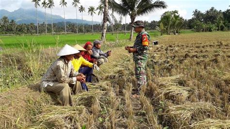 Babinsa Gelar Komsos Dengan Petani Mopusi