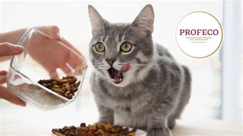 Qu Comida De Gato Tiene M S Prote Na Profeco Da La Respuesta Petlife