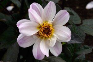 How to Propagate Dahlias from Seed | Gardener’s Path