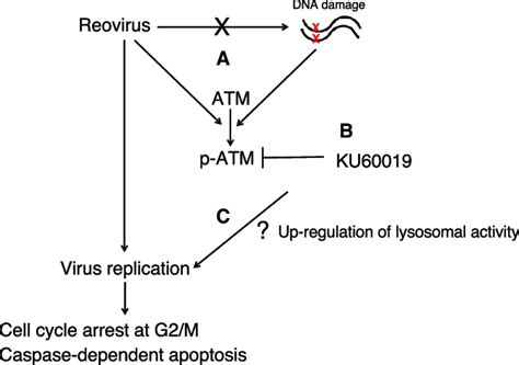 Model Of Anti Tumor Effects Of Reovirus Combined With KU60019 In