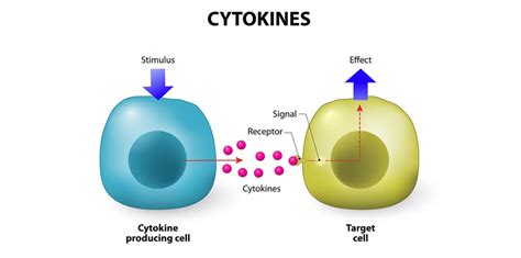 The Importance of Cytokine Detection and Analysis | BioAgilytix