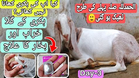 Bakri Ka Gala Kharab Aur Bukhar Ho Too Kiya Karen Goat Sore Throat