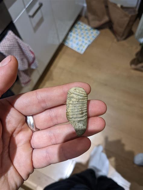 Tooth Id Please Found In The Thames R Bonecollecting