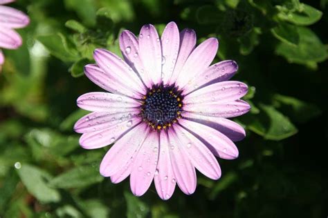 Purple Shasta Daisy with Raindrops. Stock Photo - Image of bright ...