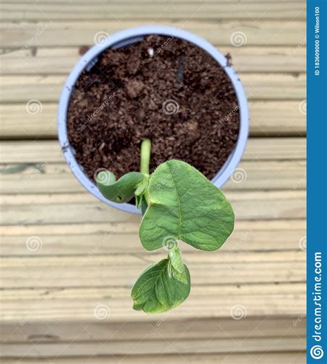 Bean plant seedling stock photo. Image of seed, soil - 183609000