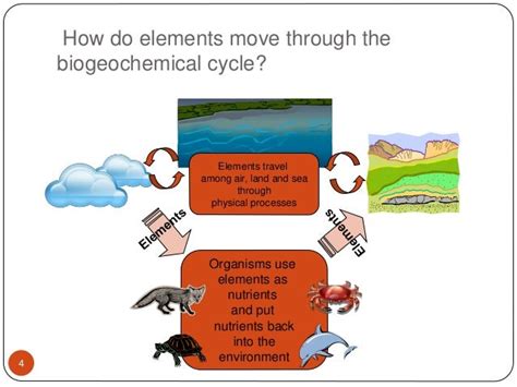 Biogeochemical cycles