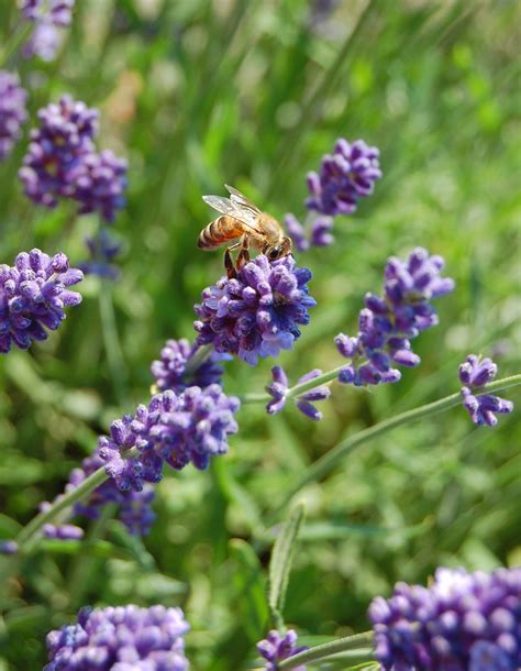 Planting Lavender Outside - Lavender Plant