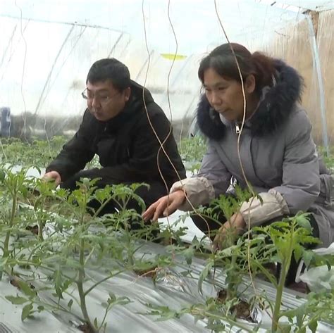 人勤春来早丨农技人员深入田间地头 特色种植助农增收致富手机新浪网