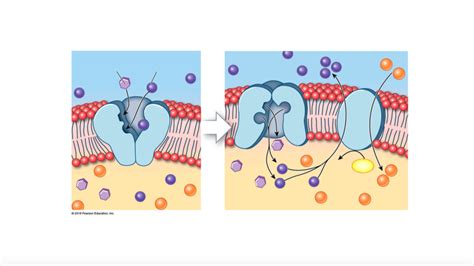 BIO220 Chapter 3 (secondary active transport) Diagram | Quizlet