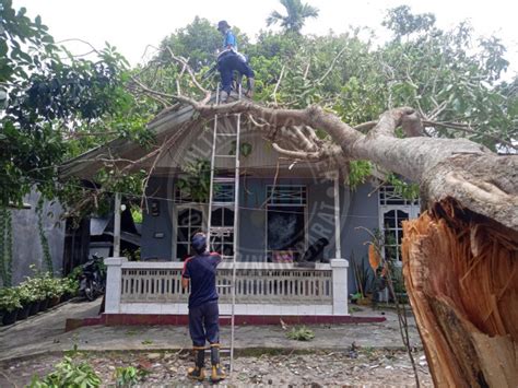 Personil Damkar Kobar Evakuasi Pohon Tumbang Yang Menimpa Rumah Warga