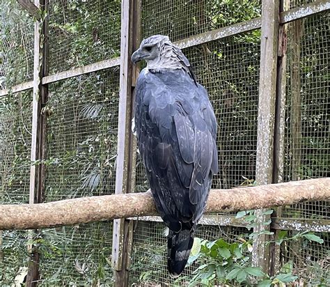 Fundação Zoobotânica de Marabá Fauna flora e gente juntos