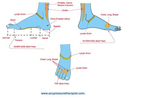 Lymph Nodes In Foot Diagram The Lymph Supply Of The Foot