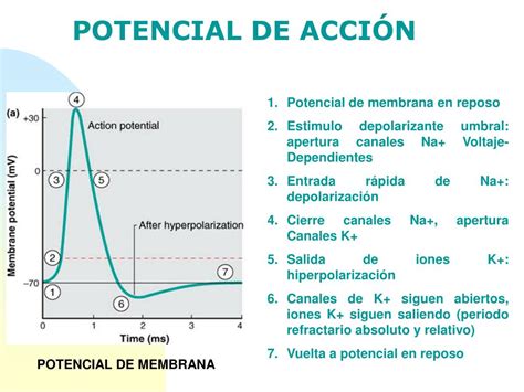 Ppt Potencial De Membrana En Reposo Y Potencial De Acci N Powerpoint