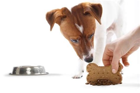 Por Qué Mi Perro Gruñe En Su Comida