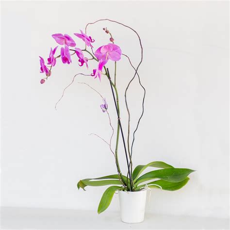 Phalaenopsis Orchid Lavender Four Seasons Flowers Flower Delivery