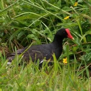 Hawaiian gallinule - Facts, Diet, Habitat & Pictures on Animalia.bio