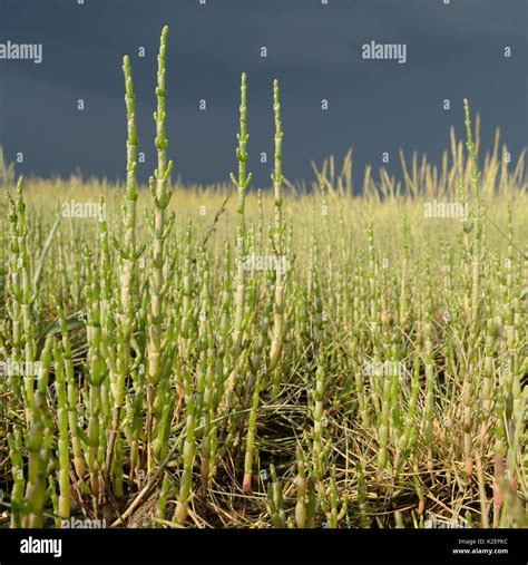 Salicornia salt marsh hi-res stock photography and images - Alamy