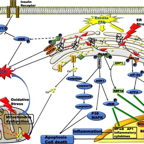 Spectrum of NAFLD progression. The development of NAFLD is divided into... | Download Scientific ...