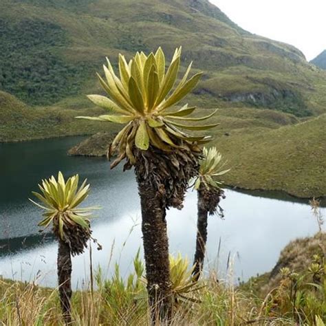Stream Parques Nacionales Naturales De Colombia By Daniela C Listen