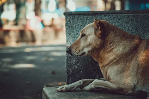 Día mundial del perro callejero por qué se celebra hoy