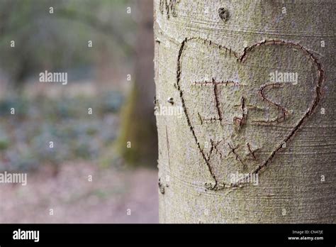 Love Heart Carved Into Tree Trunk Stock Photo Alamy