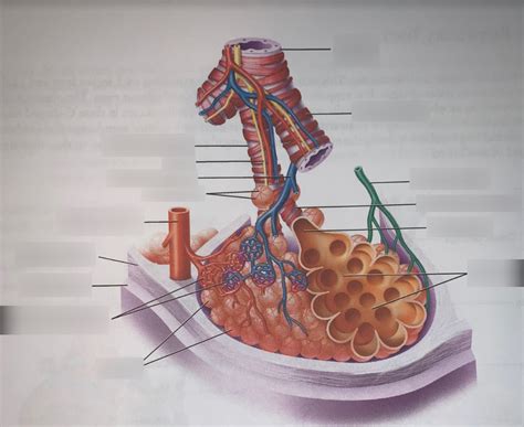 Bronchiole And Alveolar Sac Diagram Quizlet