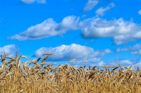 Wheat Cereals Agriculture Free Photo On Pixabay Pixabay