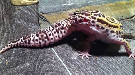 Stunning Looking Leopard Gecko Shedding Hd Youtube