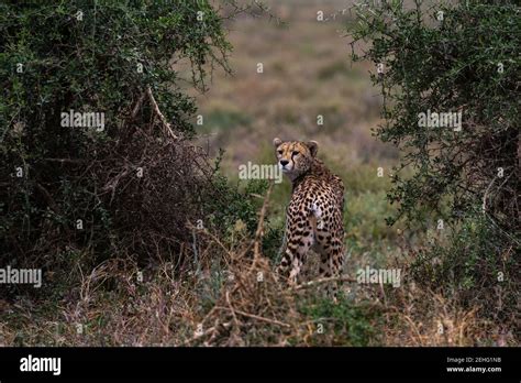 Cheetah Acinonyx Jubatus Ndutu Ngorongoro Conservation Area