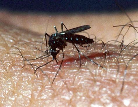 Preventive Steps Can Help Limit Mosquito Populations The Columbian