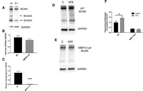 VFX Increases BCAN Cleavage In WT But Not In MMP 9 Null Mice A C