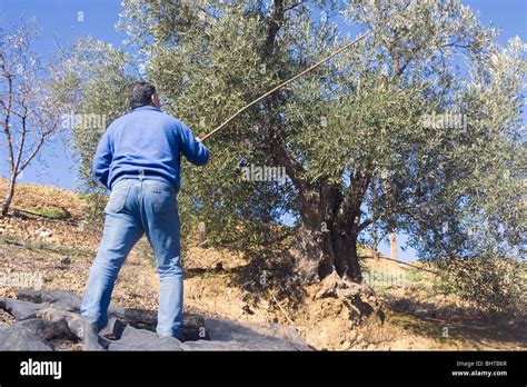 Olive Tree Spain Hi Res Stock Photography And Images Alamy