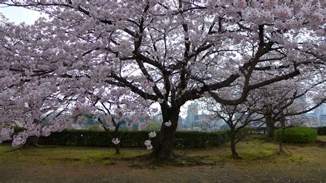 O Hanami Czyli Dlaczego Japonia To Kraj Kwitn Cej Wi Ni Foki Z Fukuoki