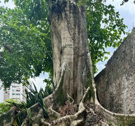 Arvores Centen Rias Corredor Da Vitoria Salvador Bahia Br