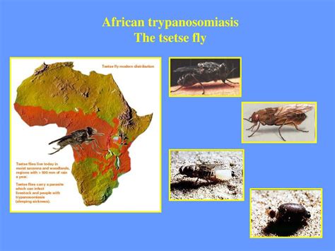 Ppt African Trypanosomiasis Trypanosoma Brucei Powerpoint