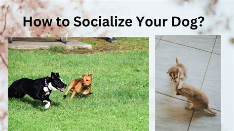 How To Socialize Your Dog Step By Step Guide For Success Youtube