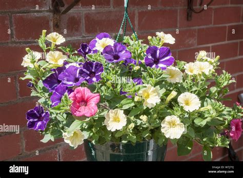 Petunia hanging basket hi-res stock photography and images - Alamy