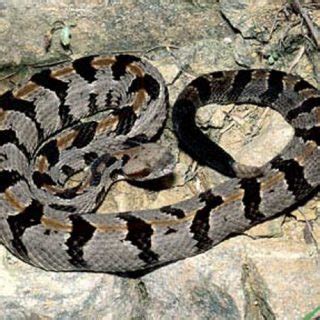 Timber Rattlesnake Facts and Pictures