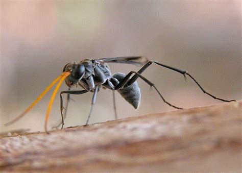 Yellow Antenna Black Spider Wasp Fabriogenia Sp
